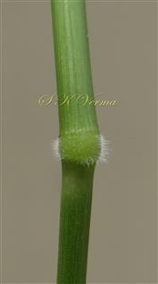  Culm node